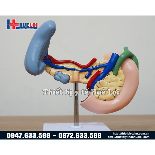 Mô hình bệnh lý các cơ quan tiêu hóa